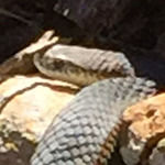 Natural Tucker Bakery